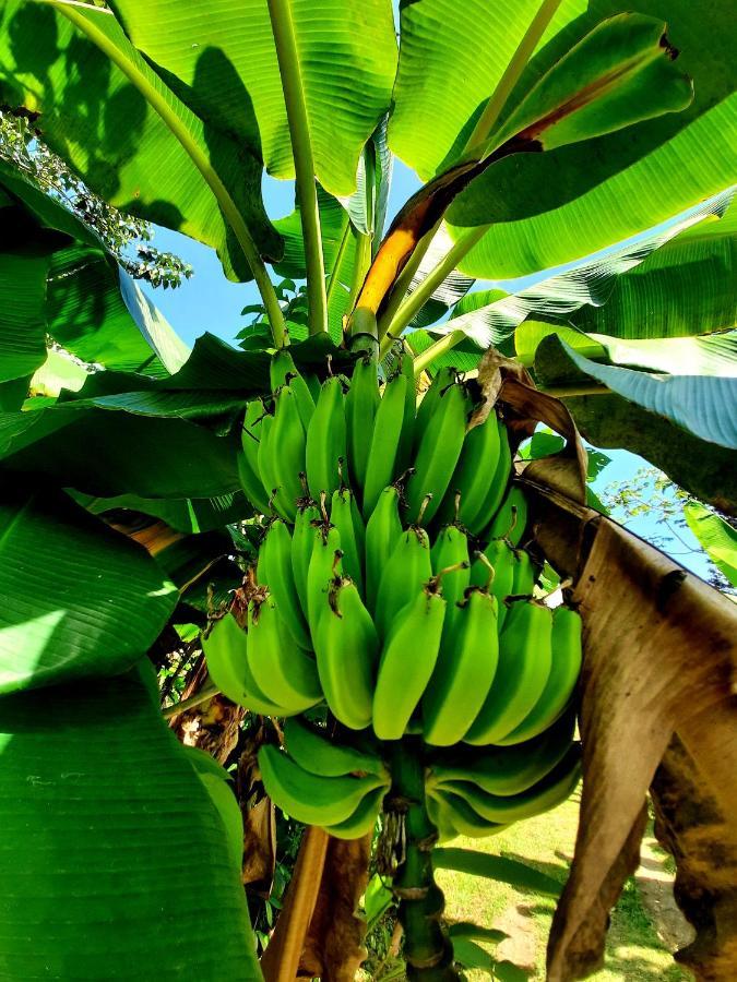 La Munequita Lodge 1 - Culture & Nature Experience Palmar Norte Екстер'єр фото